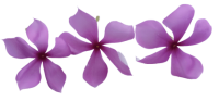 Jasmine-lili-sm